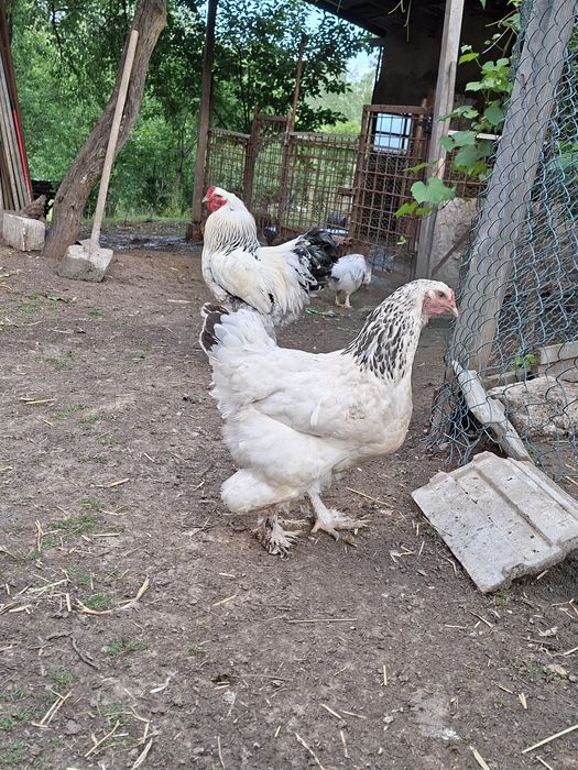 Găină / Cocoș Brahma