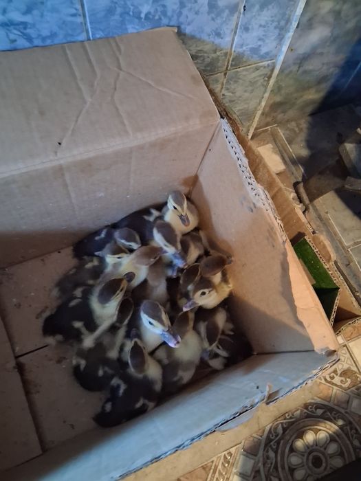 Vind bobocii de rată mută și pui mici de casa
