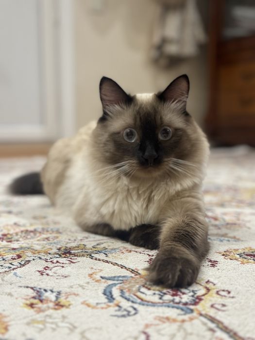 Кот ищет невесту