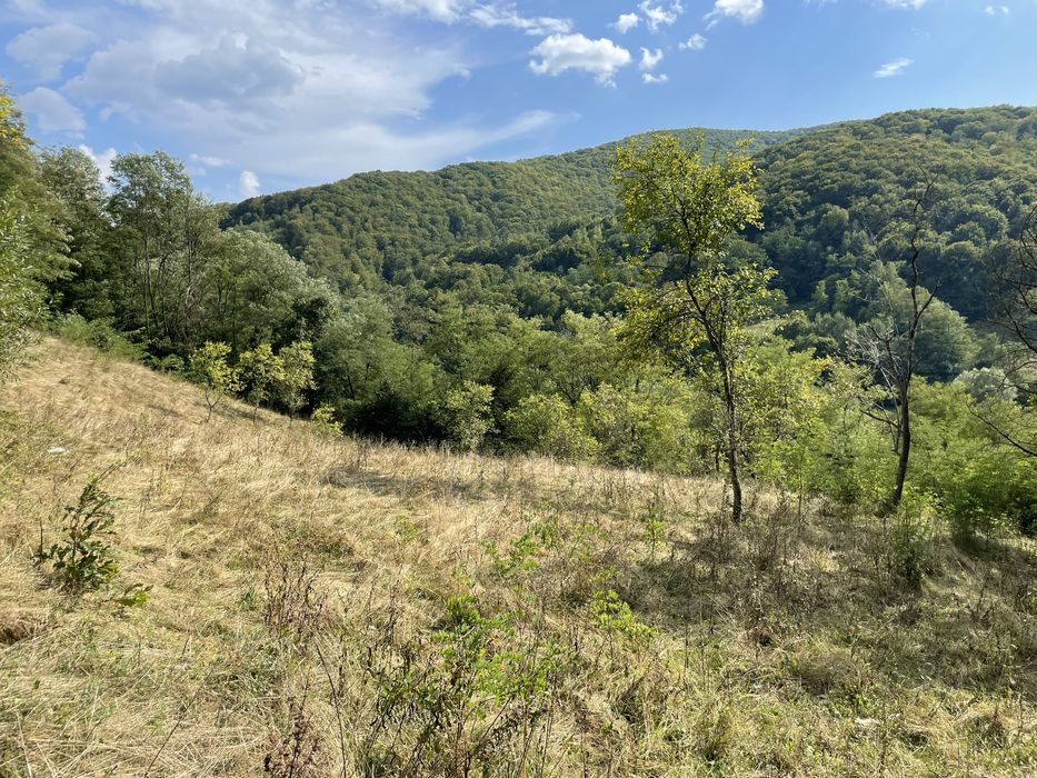 Teren extravilan in com Buces -jud Hunedoara 3648 mCF