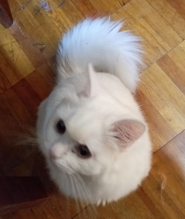 Котёнок пушок мальчик 6 мес.