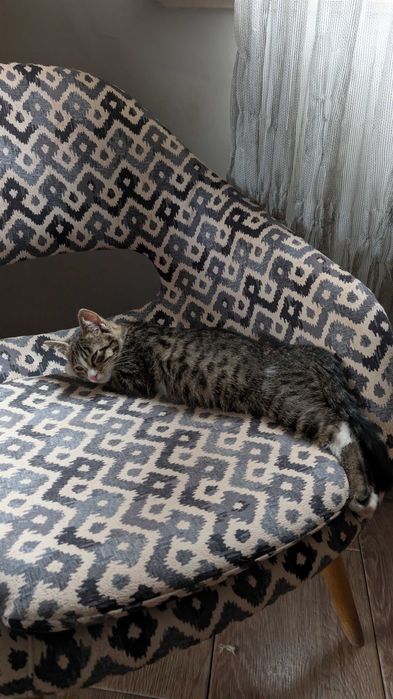 Домашние котята бесплатно