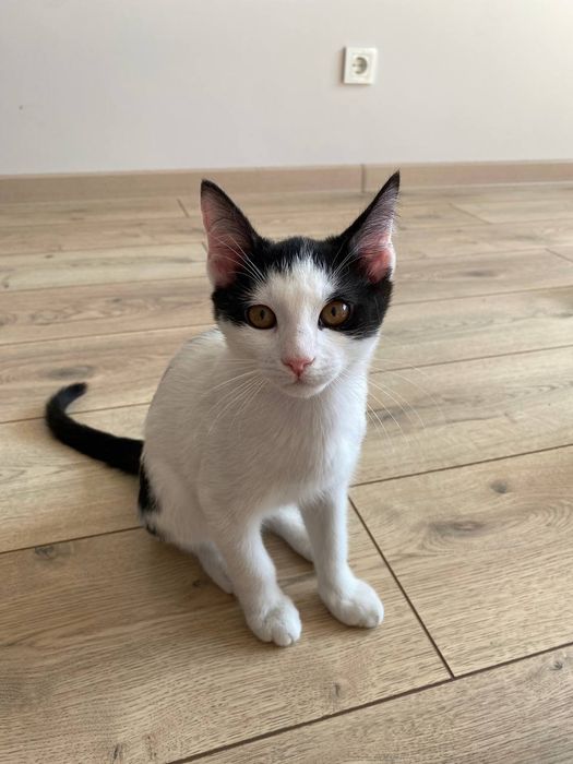 Котята в добрые руки бесплатно