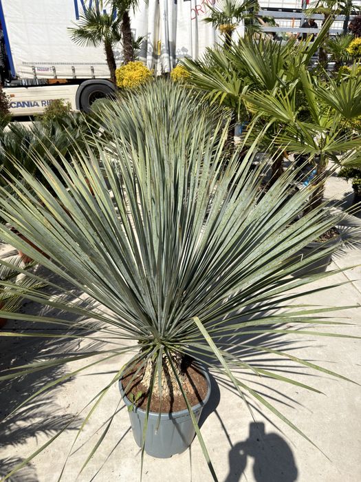 Palmier Yucca rostrata Yuka albastra plante premium