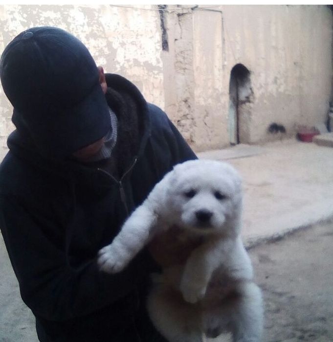 Alabay sotilad 2-ta erkak 1-ta ayol tel