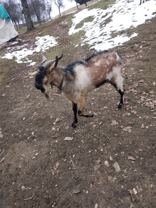 Două capre un țap și o ieduță de vânzare
