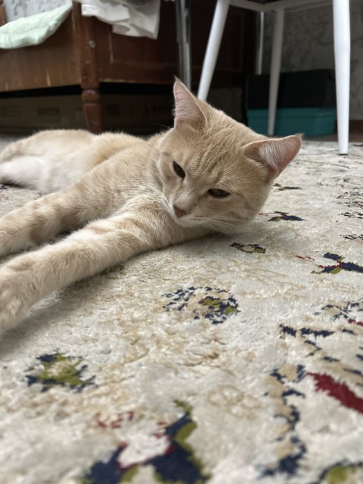 Кот рыжий хороший милый