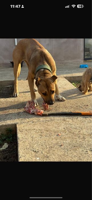 Se doneaza mix 4 rase