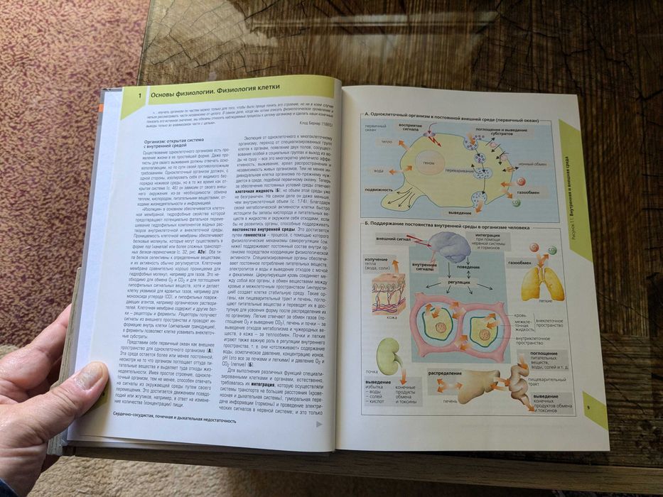 Наглядная физиология