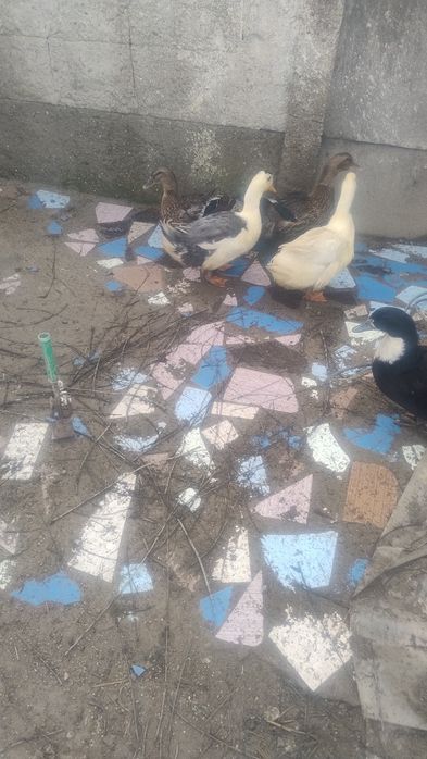 de vânzare păsări de curte