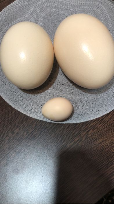 Vand Oua de “Struț”