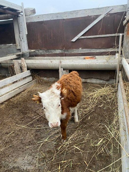 Ұрғашы баспақтар сатылады