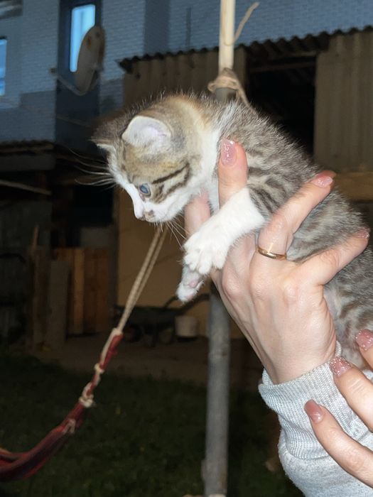 Отдам котенка в добрые руки