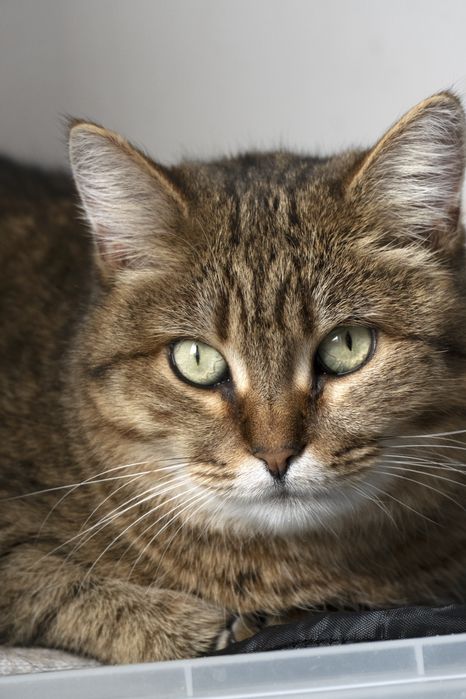 Кошечка Маша в поиске дома.