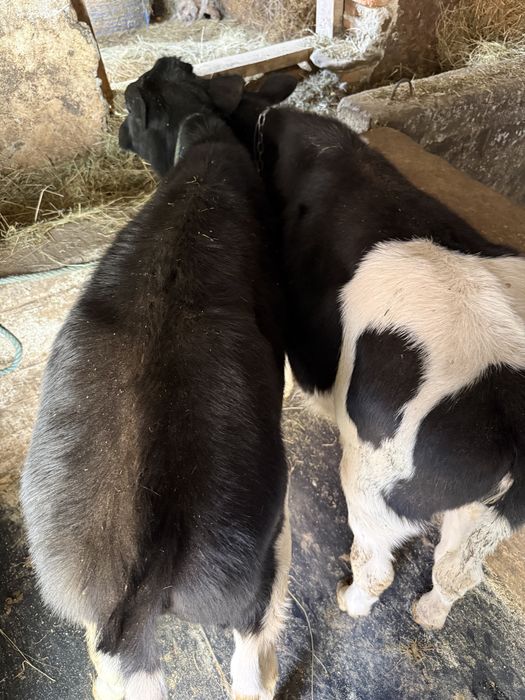 Vand 2 vitele intarcate