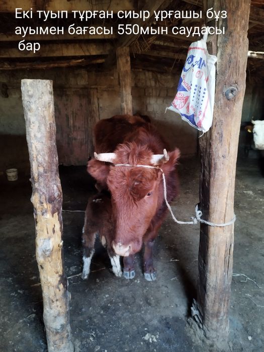 сиырлар сатылады