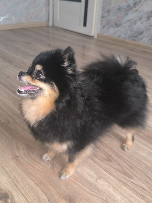 Продается девочка шпиц