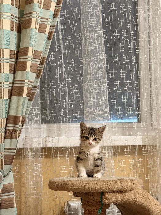 Котенок в добрые руки!