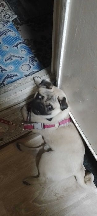 Ит сотилади пародини олятганла тел ксин