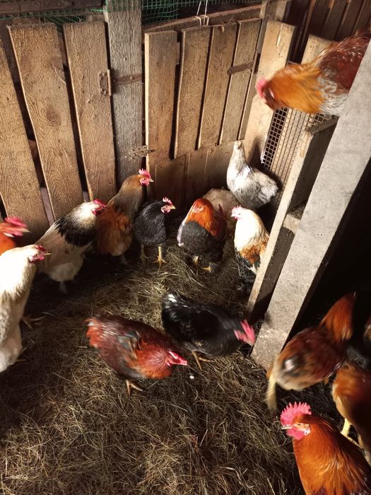 Продам домашних петушков