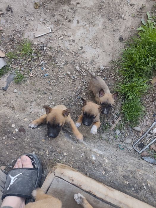 Продам шинят умные