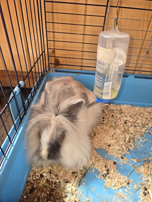 Iepure Cap de Lei de vanzare