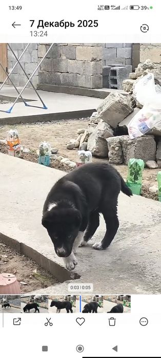 Тобет ит Арлан 4 месяц