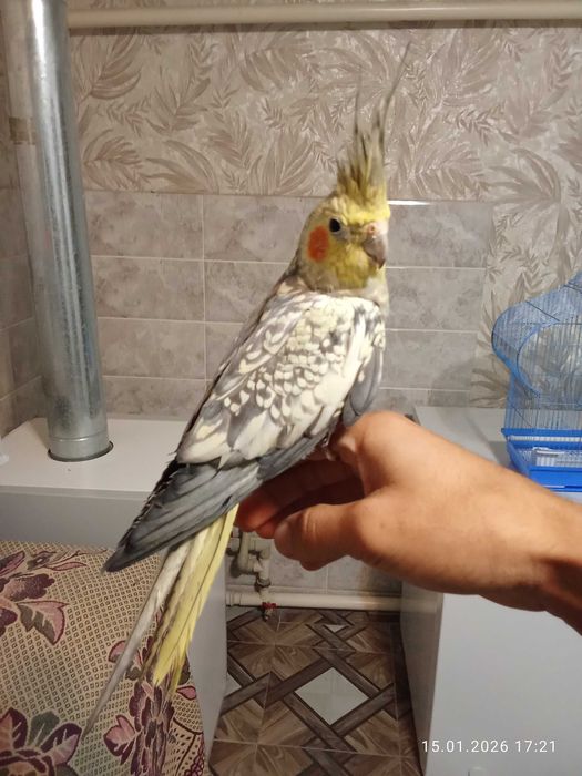 Ручной попугай карелла