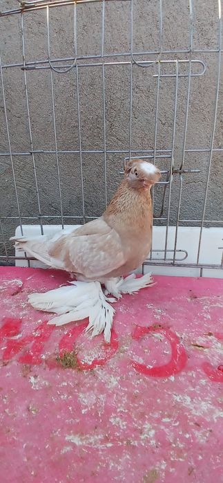 Продам голубей...