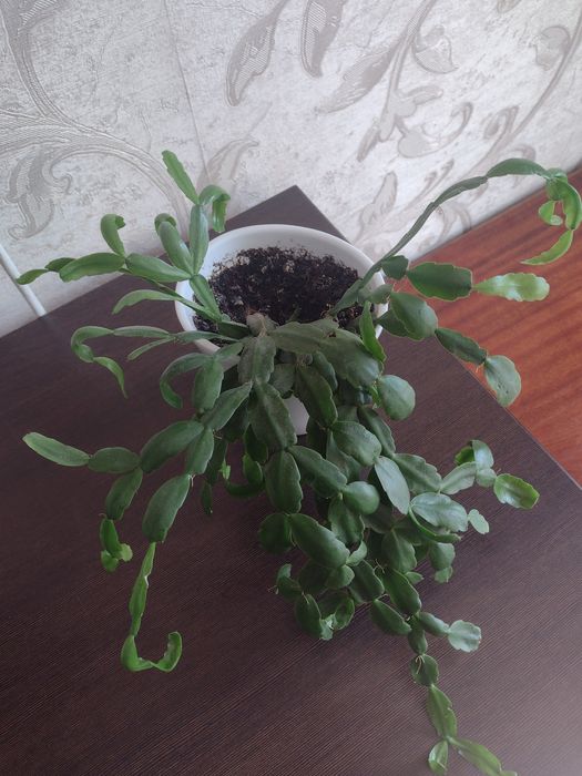 Коледниче керамична саксия