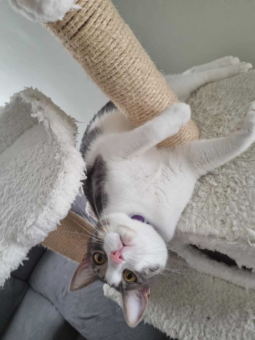 Търси се дом за млад и енергичен котарак