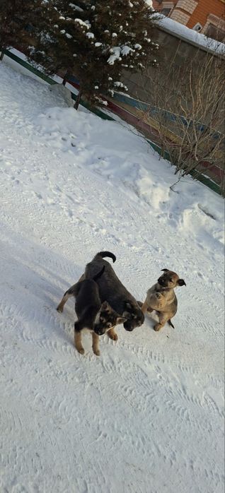 Отдам щенков звоночки