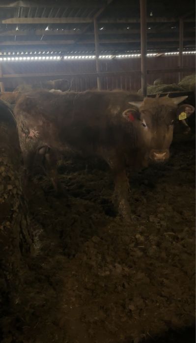 Бычки на откорме 9 голов
