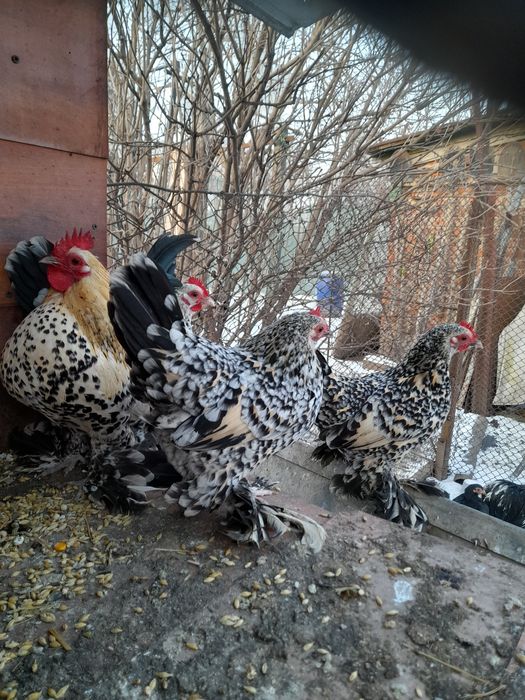 Rase pitice Cochinchina Porțelan și Mii de flori Auriu și Lemon Porțel