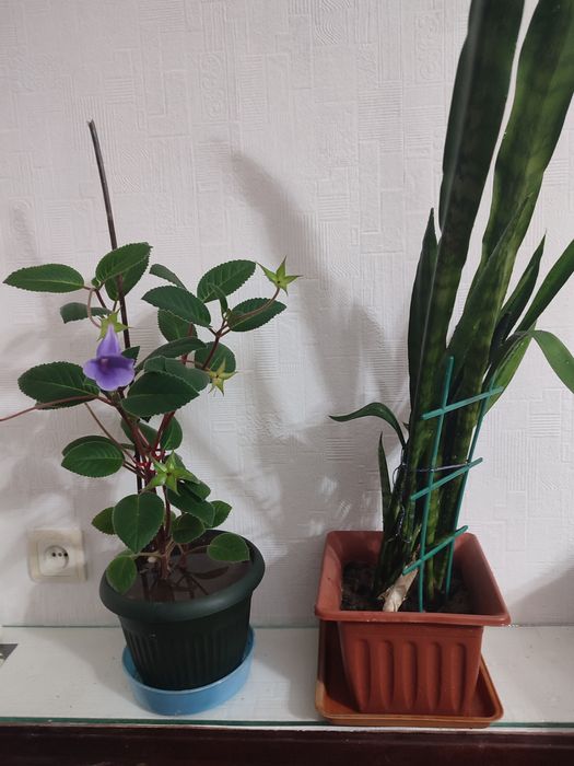 Продам комнатные цветы