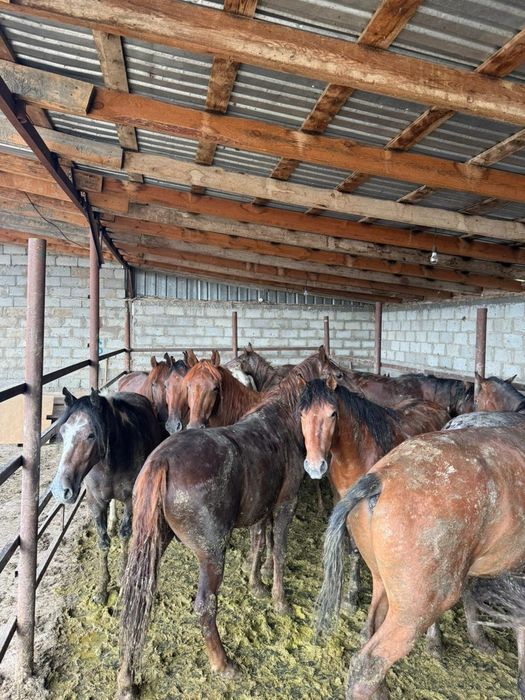 Семіз бордақыланған жылқы сатамыз!