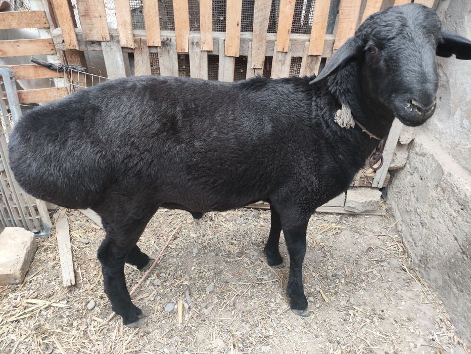 50 azolik porno onlayn