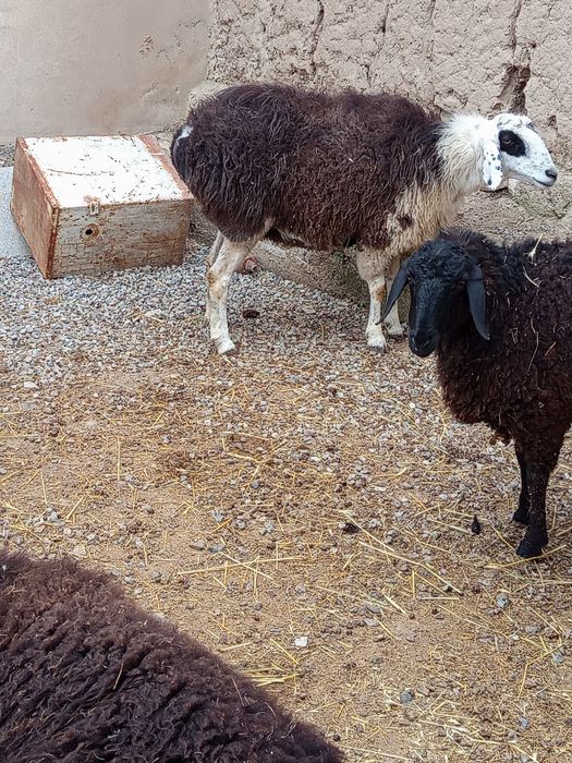 она бу́гоз куйлар сотилади