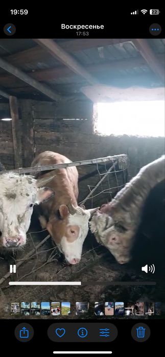 Продам бык Букалар 21 бас