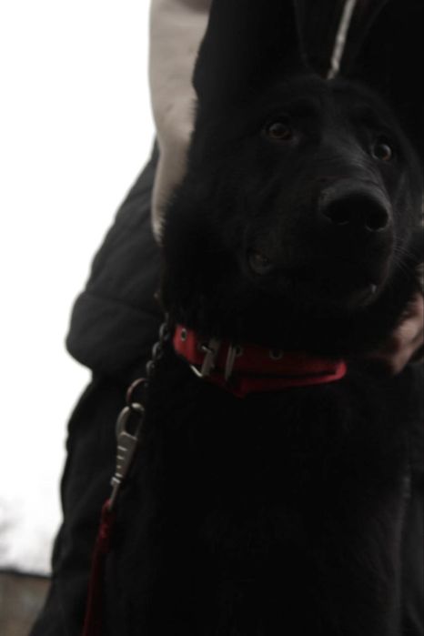 дрессировка собак