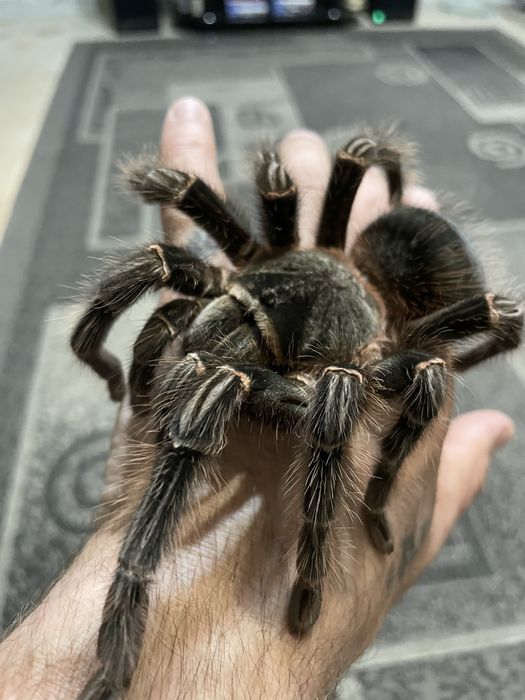 Продаётся паук птицеед Ласиодора Парахибана(самка)