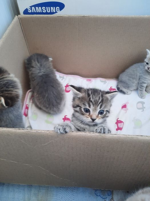 Котята породистые