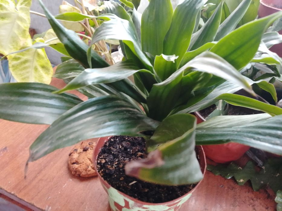 Цветок Аспидистро