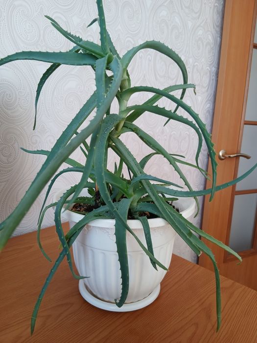 Древовидное лечебное алоэ