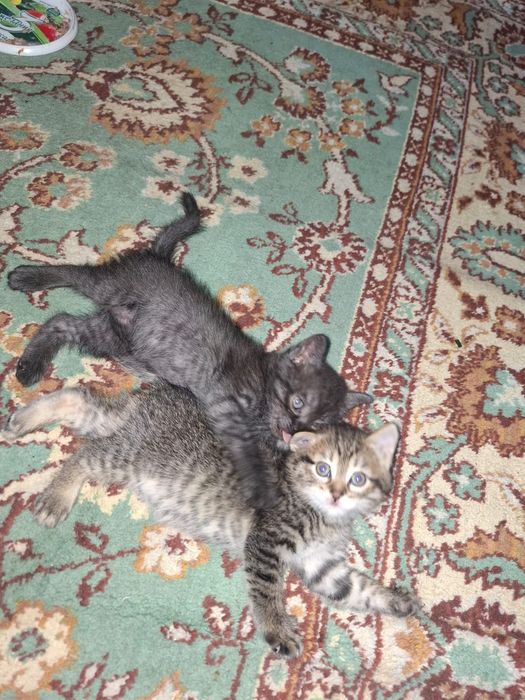 Отдам котят бесплатно