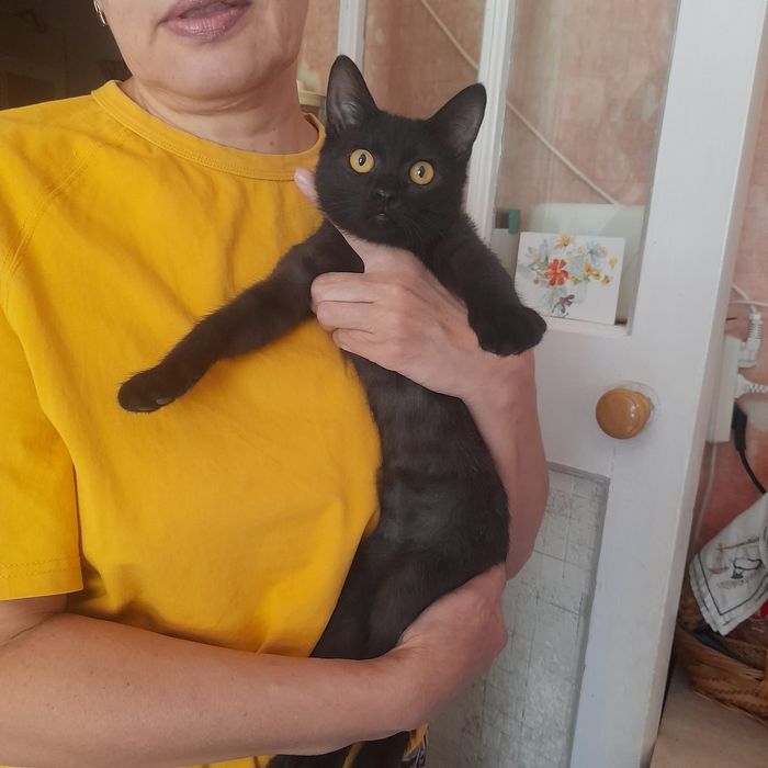 Котёнок в добрые руки!
