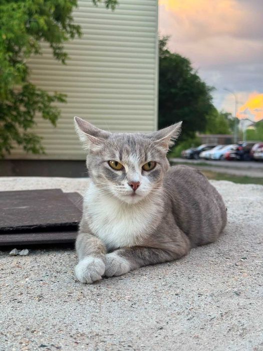 Кошка с котятами, передержка