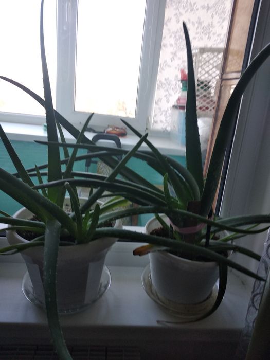 Продам лечебный аллое 2000 тенне