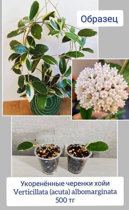 Церопегия эпипремнум комнатные цветы