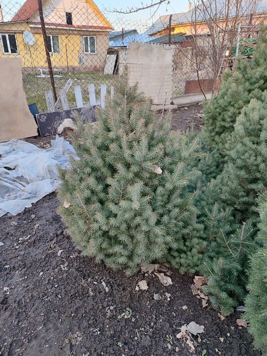 Ёлки Тяньшанские